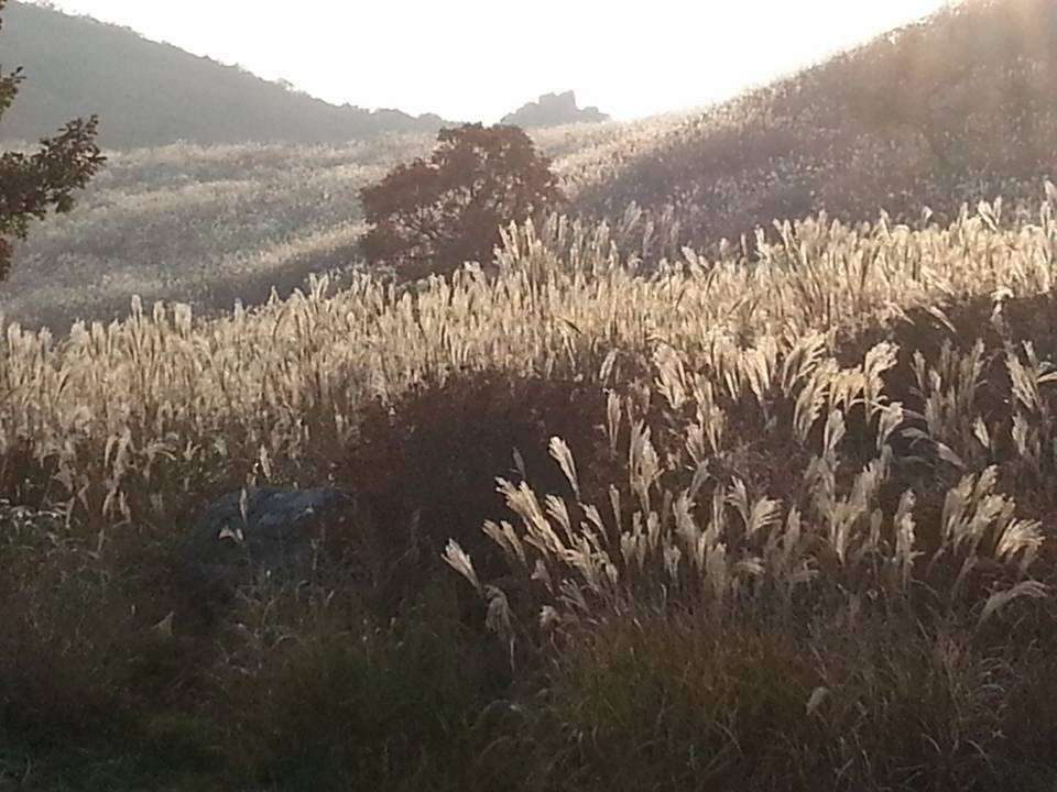 황매산 철쭉과 억새-  합천생태공원 (핑크뮬리,작약) 이미지