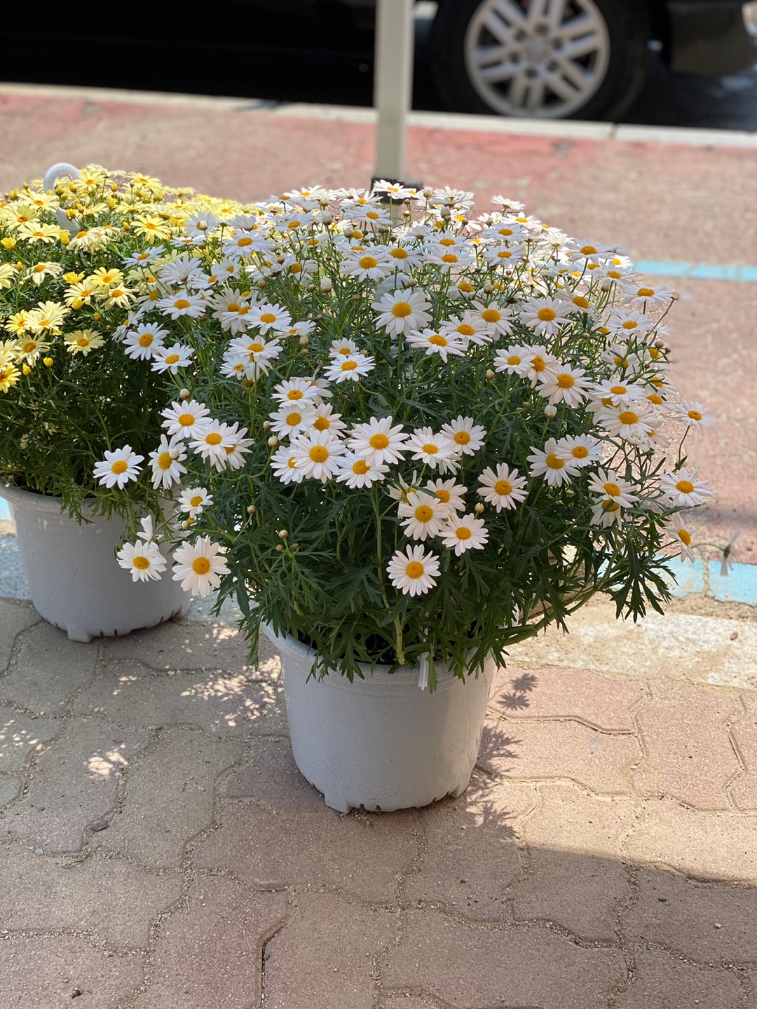 삼성꽃화원