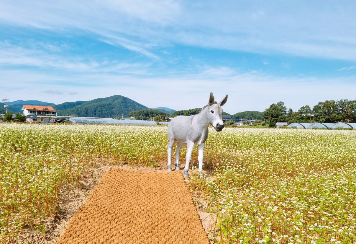홍천동키마을