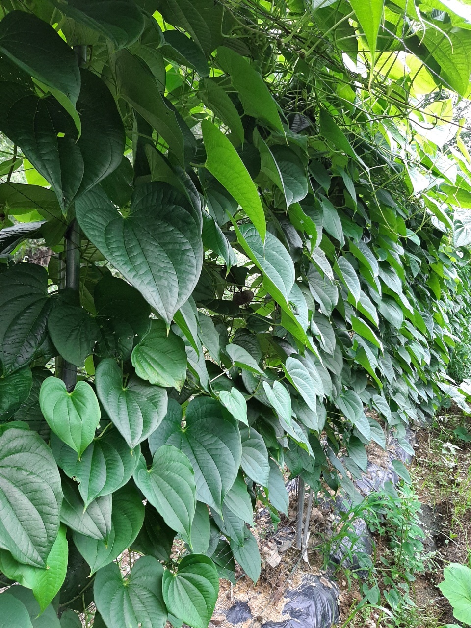 감골감동체험학습농장
