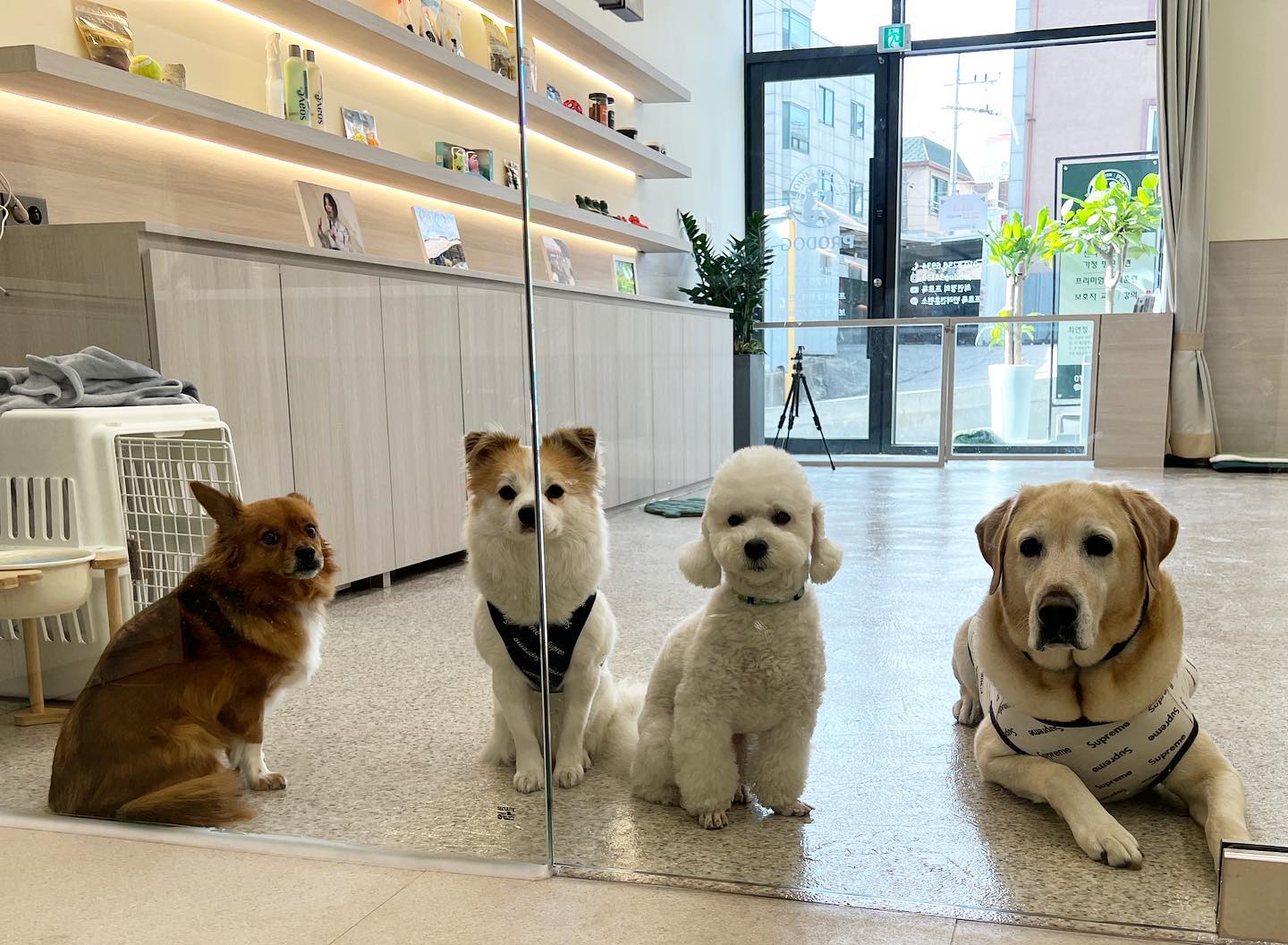 프로독 훈련소 대표 이미지