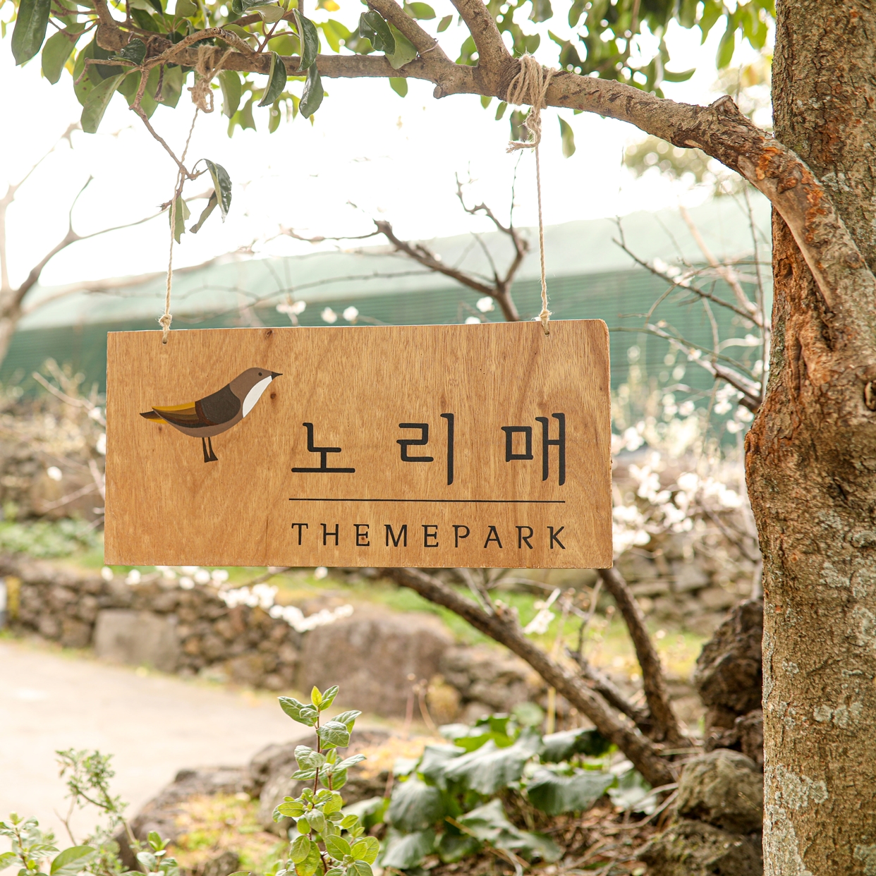 노리매