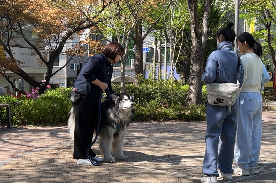 프로독 대표 이미지