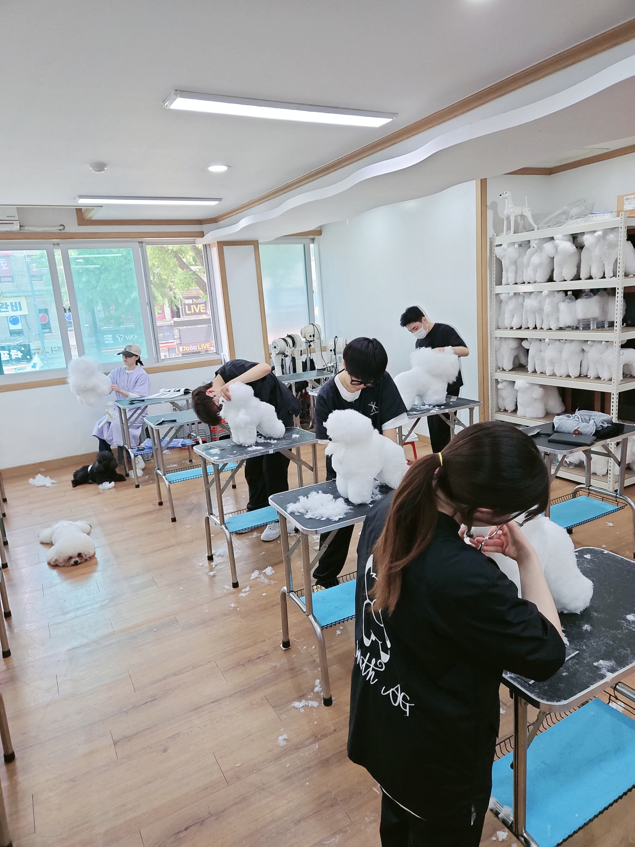 쿨펫애견미용학원 수원점