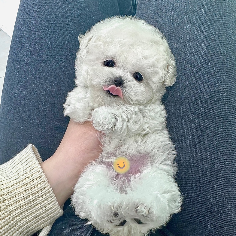 어스독 본점 반려동물 동반 애견카페