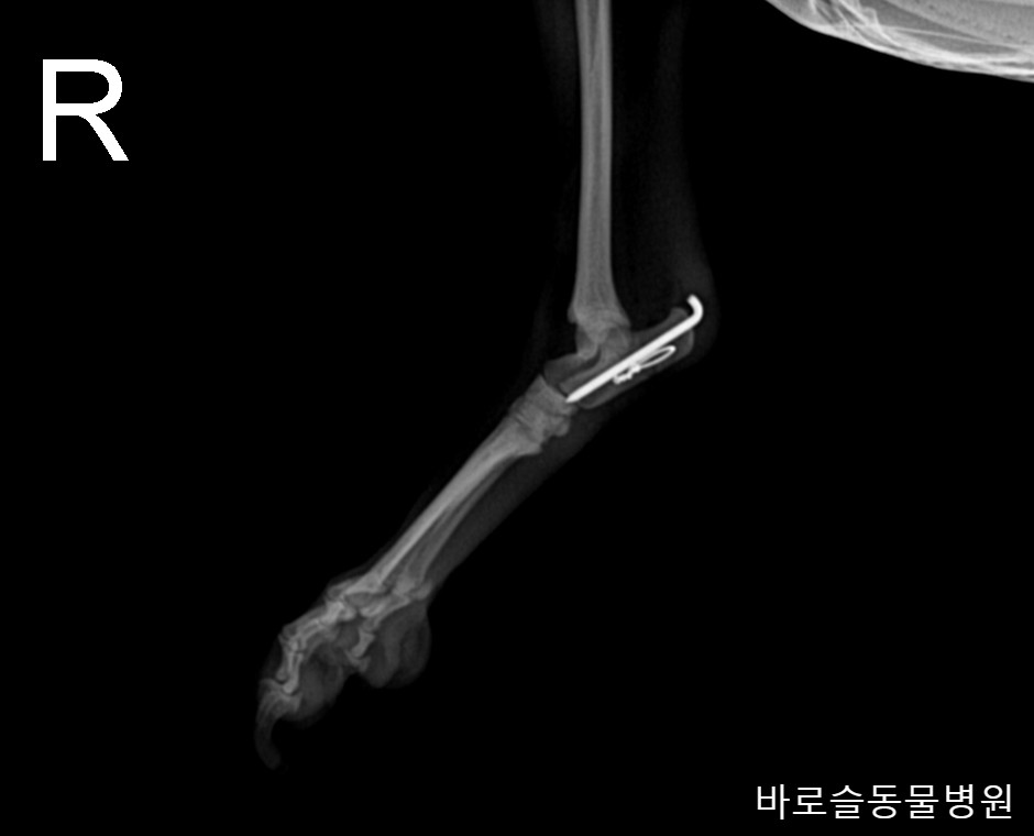 바로슬동물병원 수술 사례 이미지