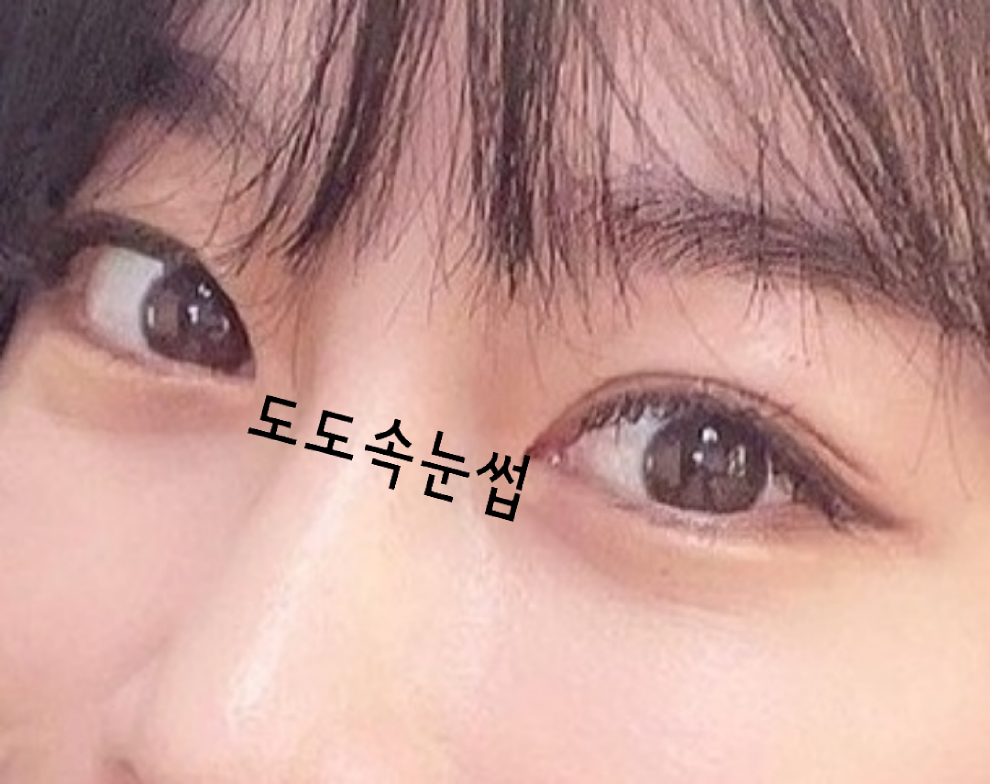 도도속눈썹