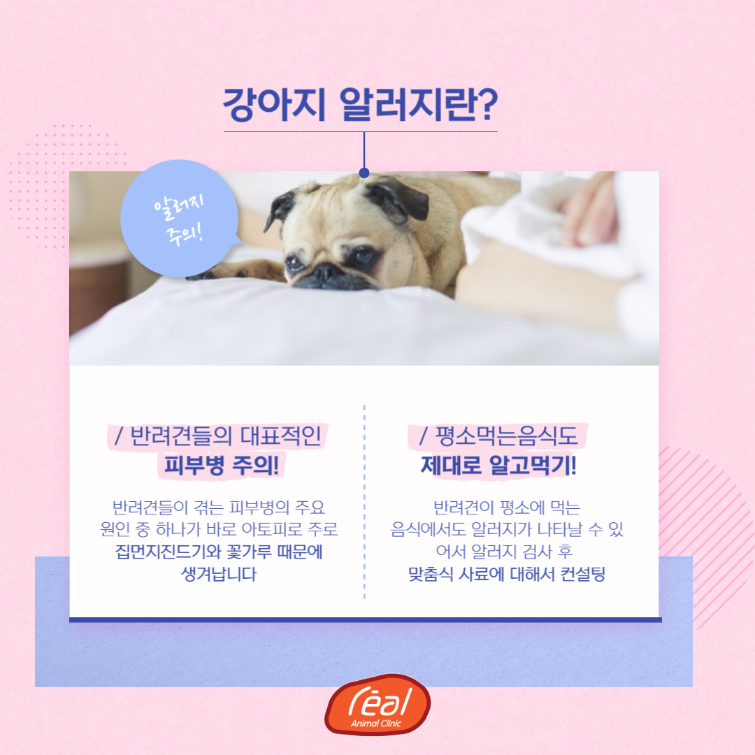 레알피부전문동물병원 대표 이미지