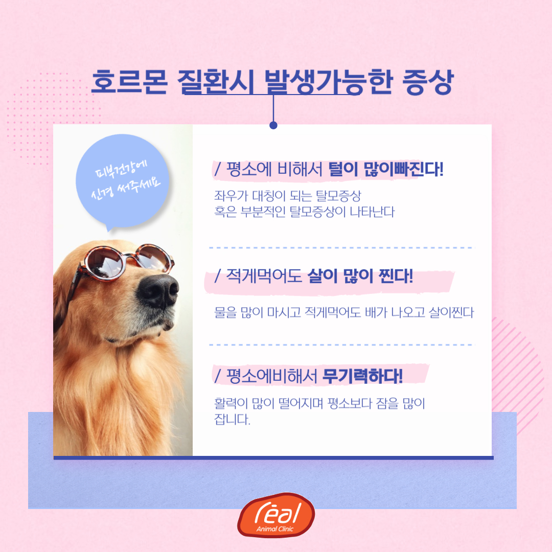 레알피부전문동물병원 대표 이미지