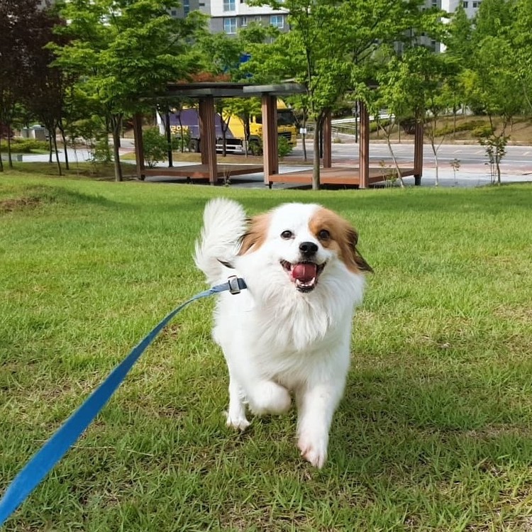 펫VIP 대표 이미지