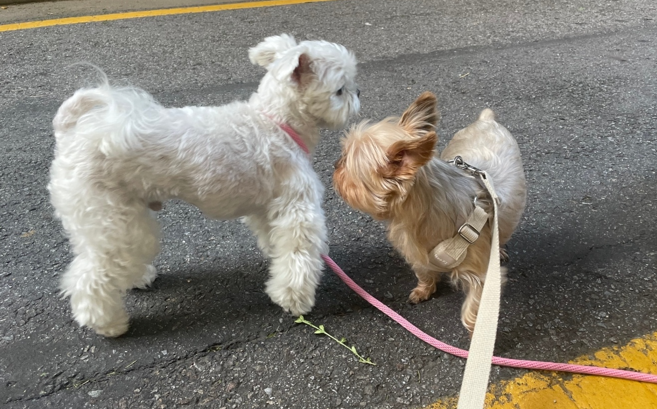 펫VIP 대표 이미지