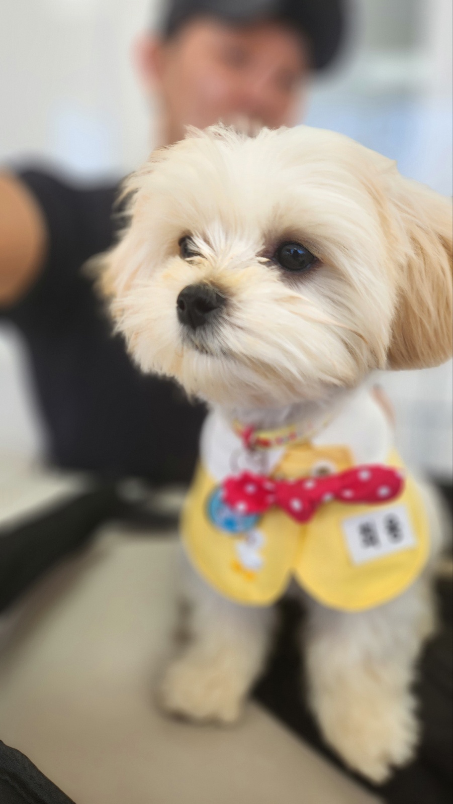 펫VIP 대표 이미지