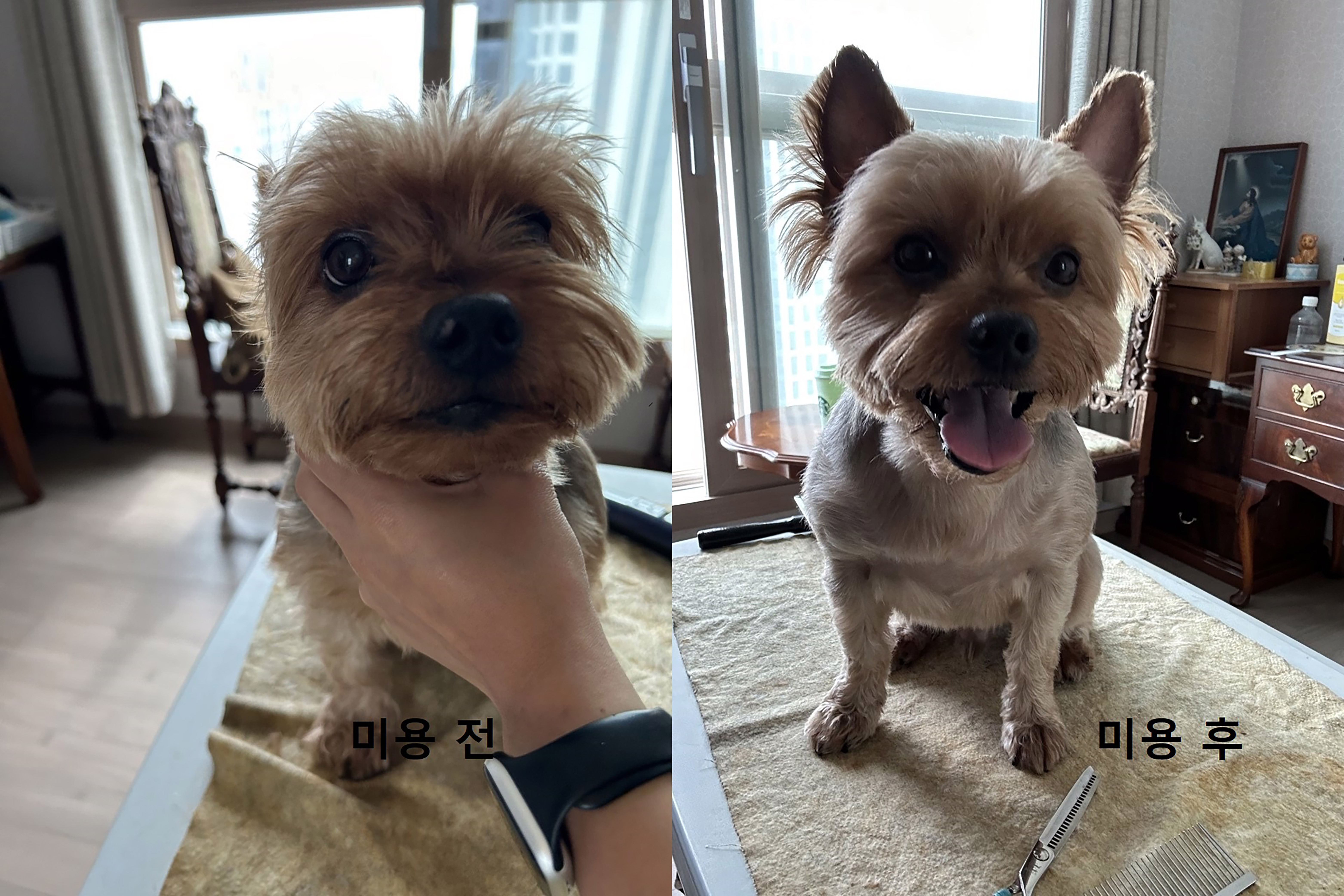 펫VIP 대표 이미지