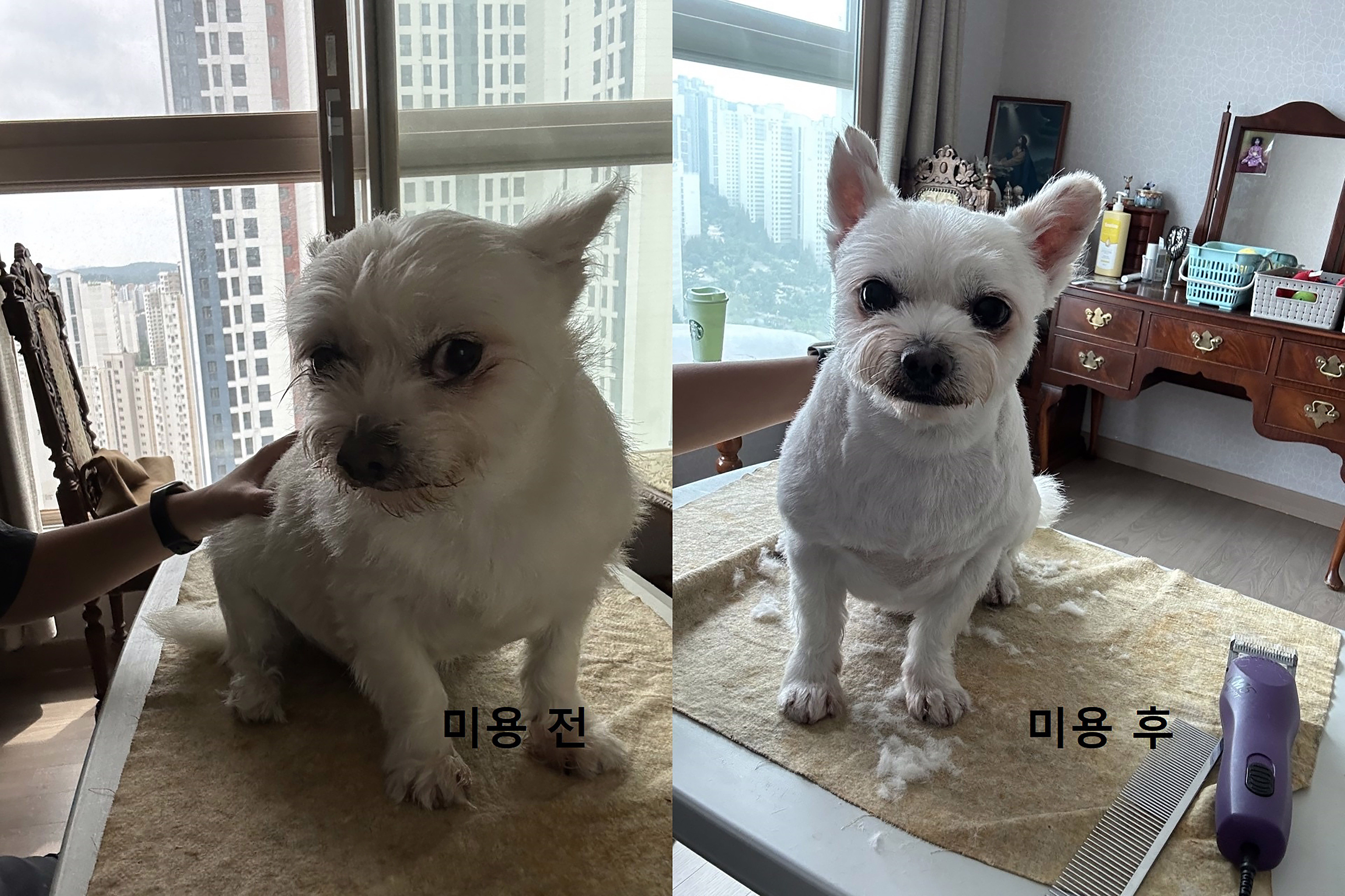 펫VIP 대표 이미지