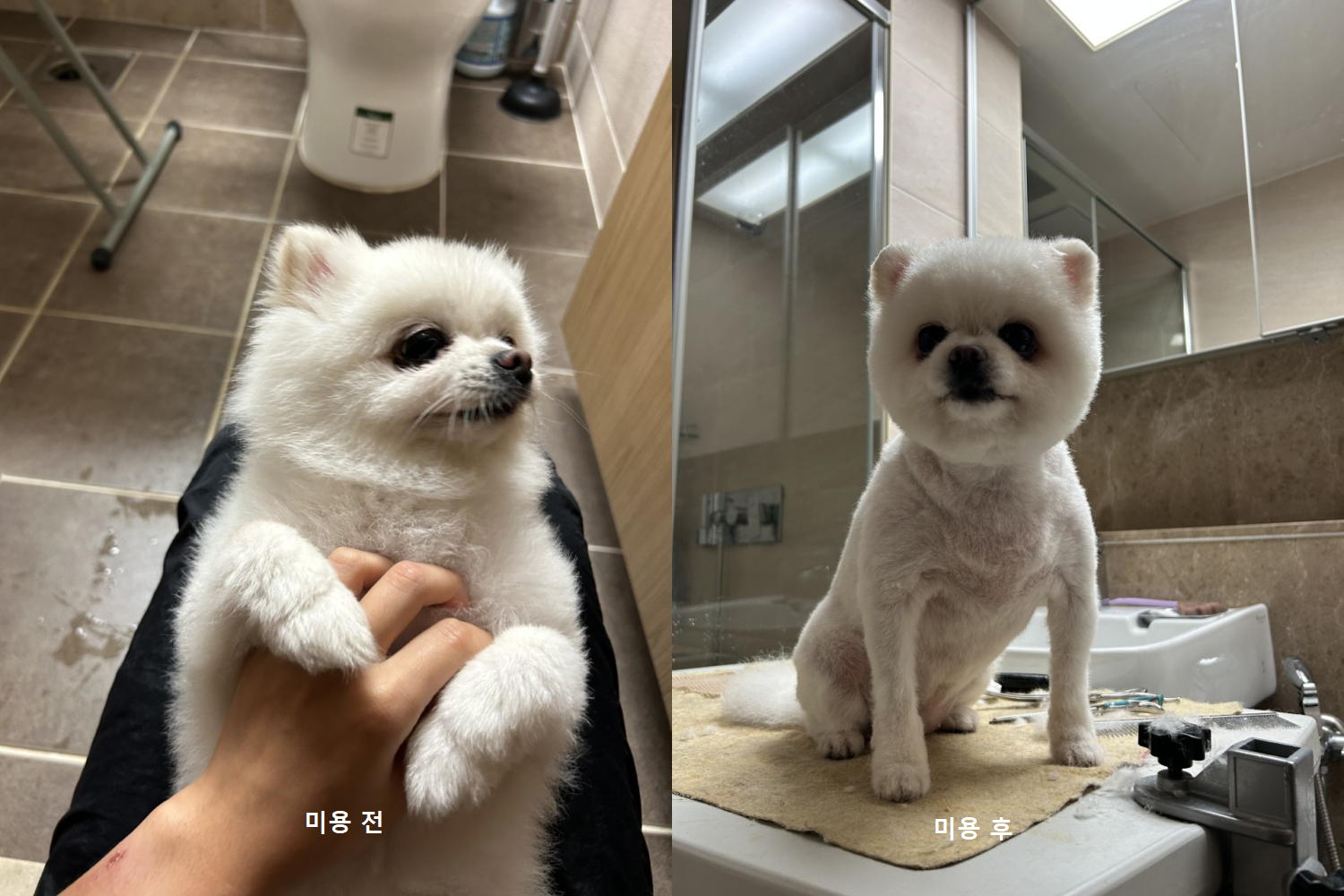 펫VIP 대표 이미지