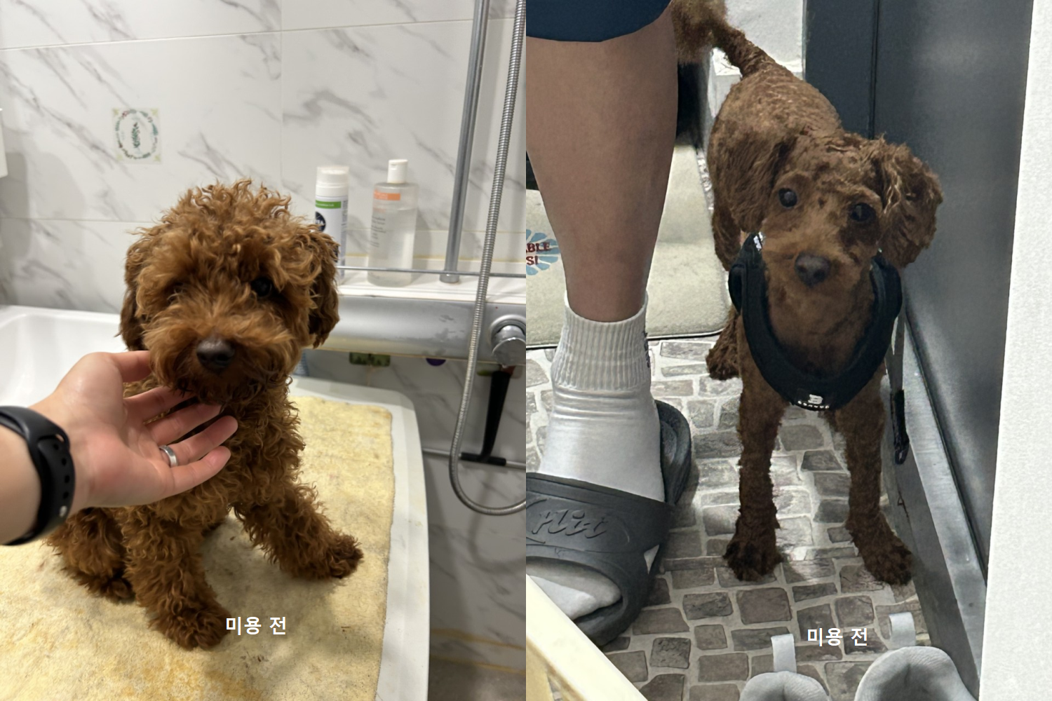 펫VIP 대표 이미지