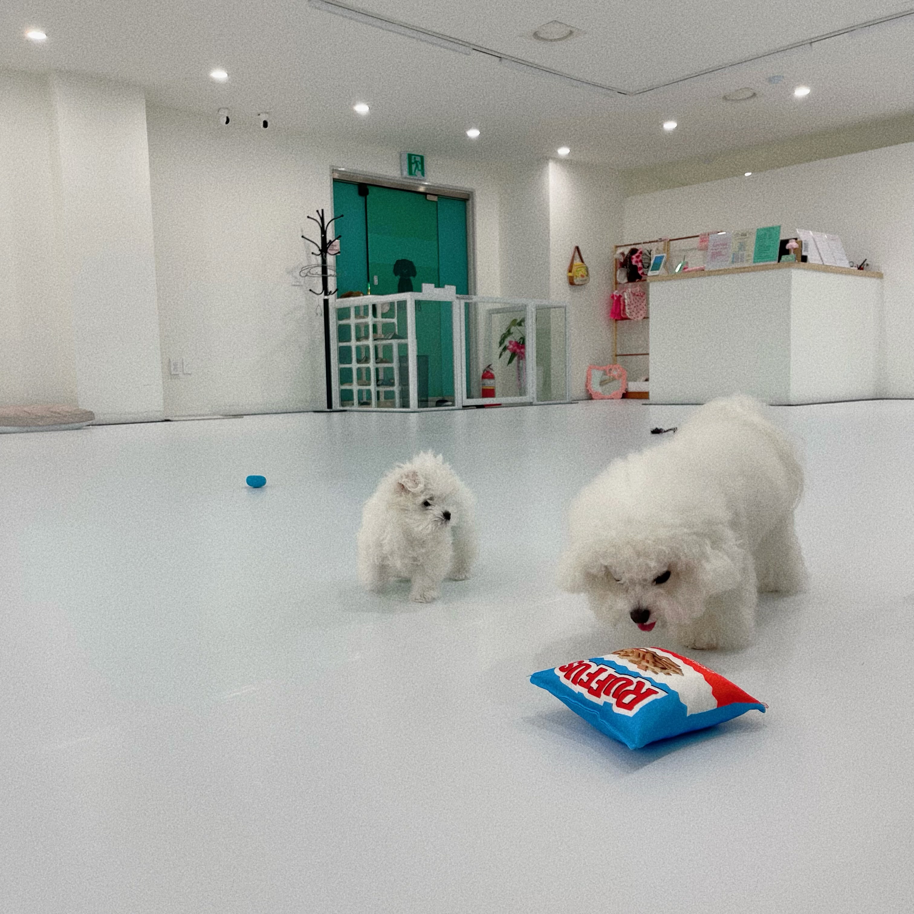 하이애견 대표 이미지