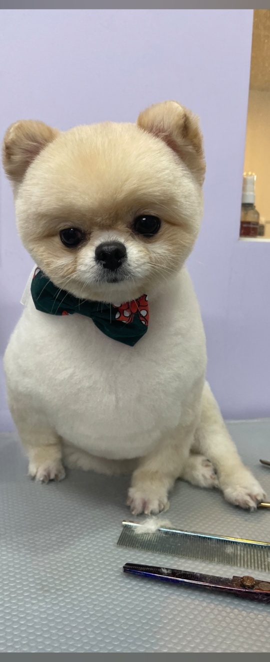 까르르멍멍 동구점 대표 이미지