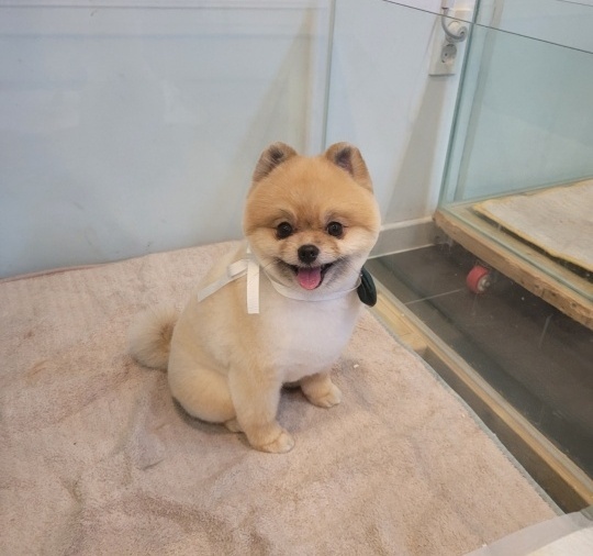 까르르멍멍 동구점 대표 이미지