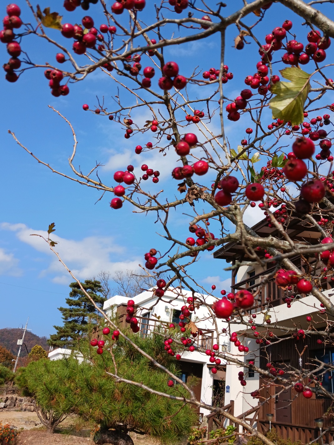 황학산비채숲펜션
