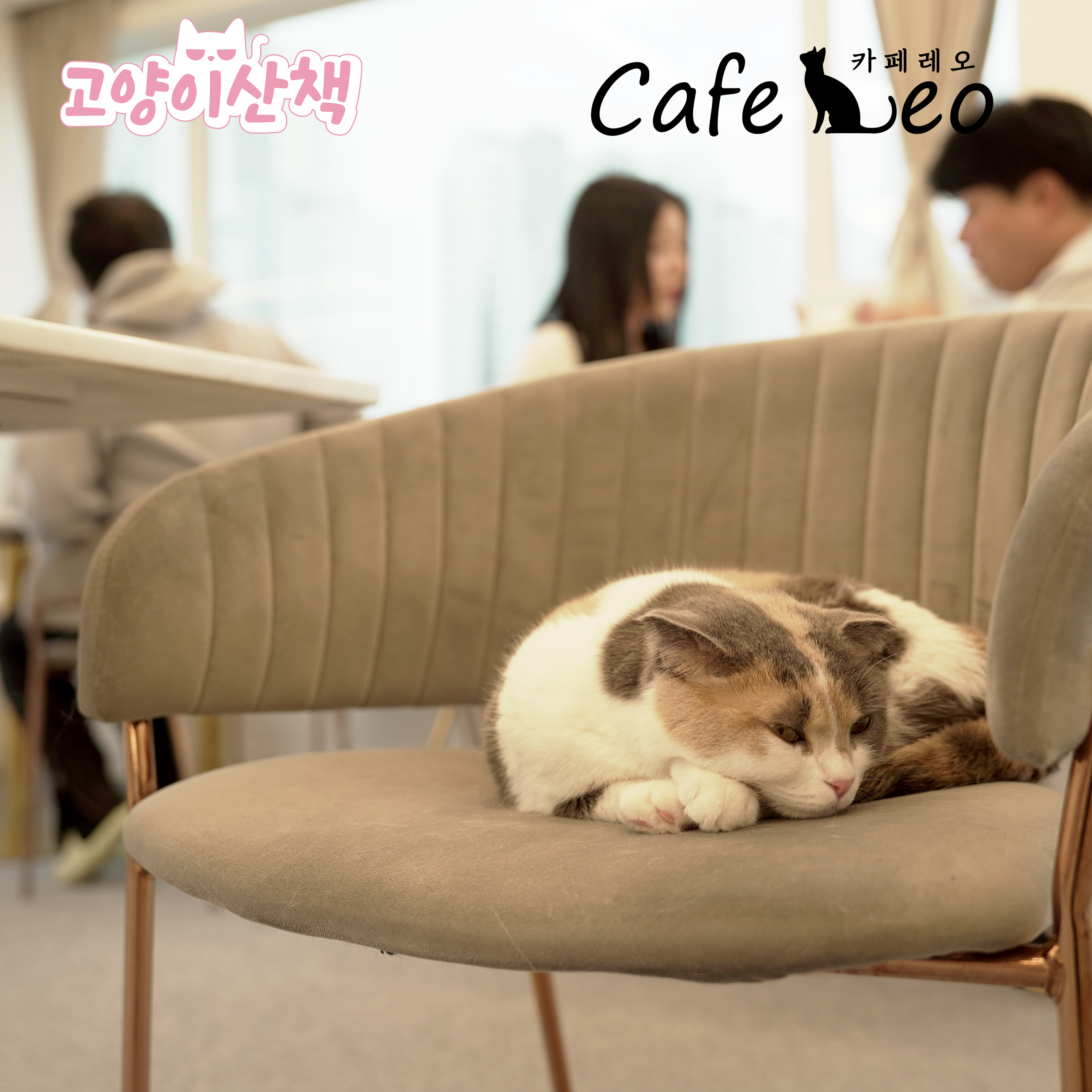 카페 레오