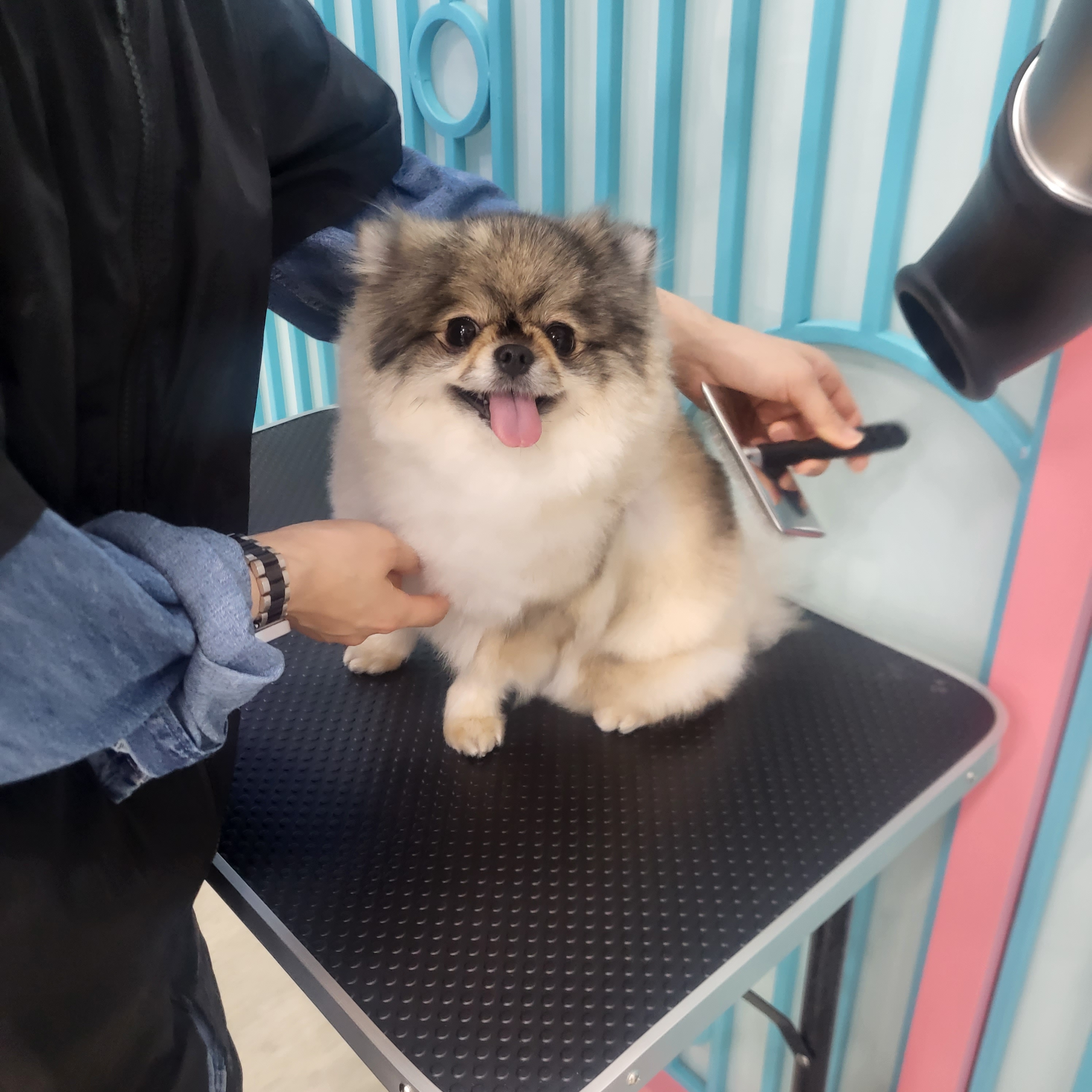 이바우펫애견미용학원 수원아카데미