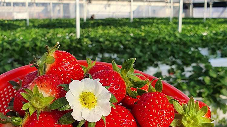 피크니코 딸기체험 2024 대표사진