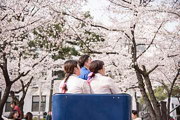[2시간] 벚꽃 나들이 VIP 대표사진