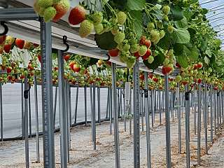 딸기수확체험  대표사진