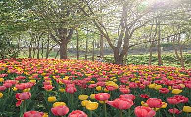2024 피나클랜드 봄꽃축제 (억만송이 봄꽃대향연) 대표사진