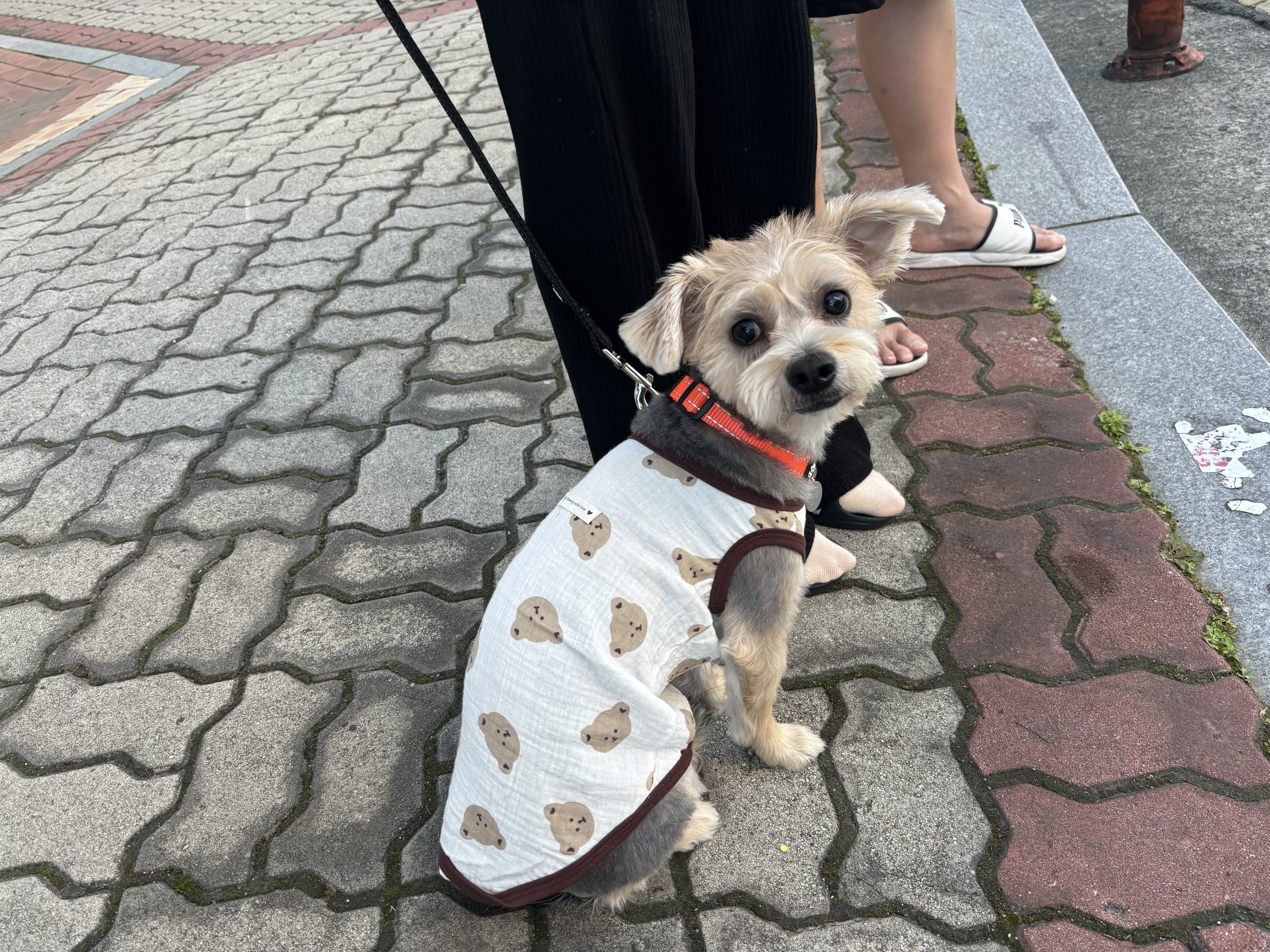 멍멍아이리온 대표 이미지