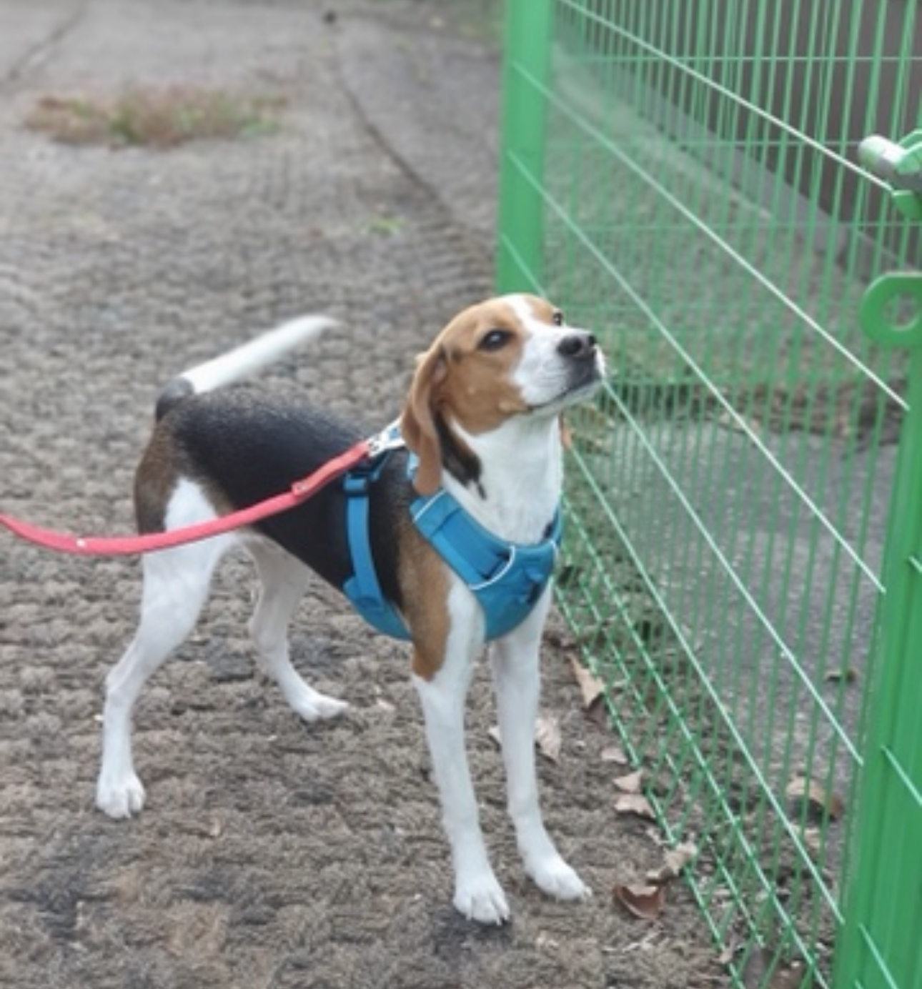 그대애개 대표 이미지