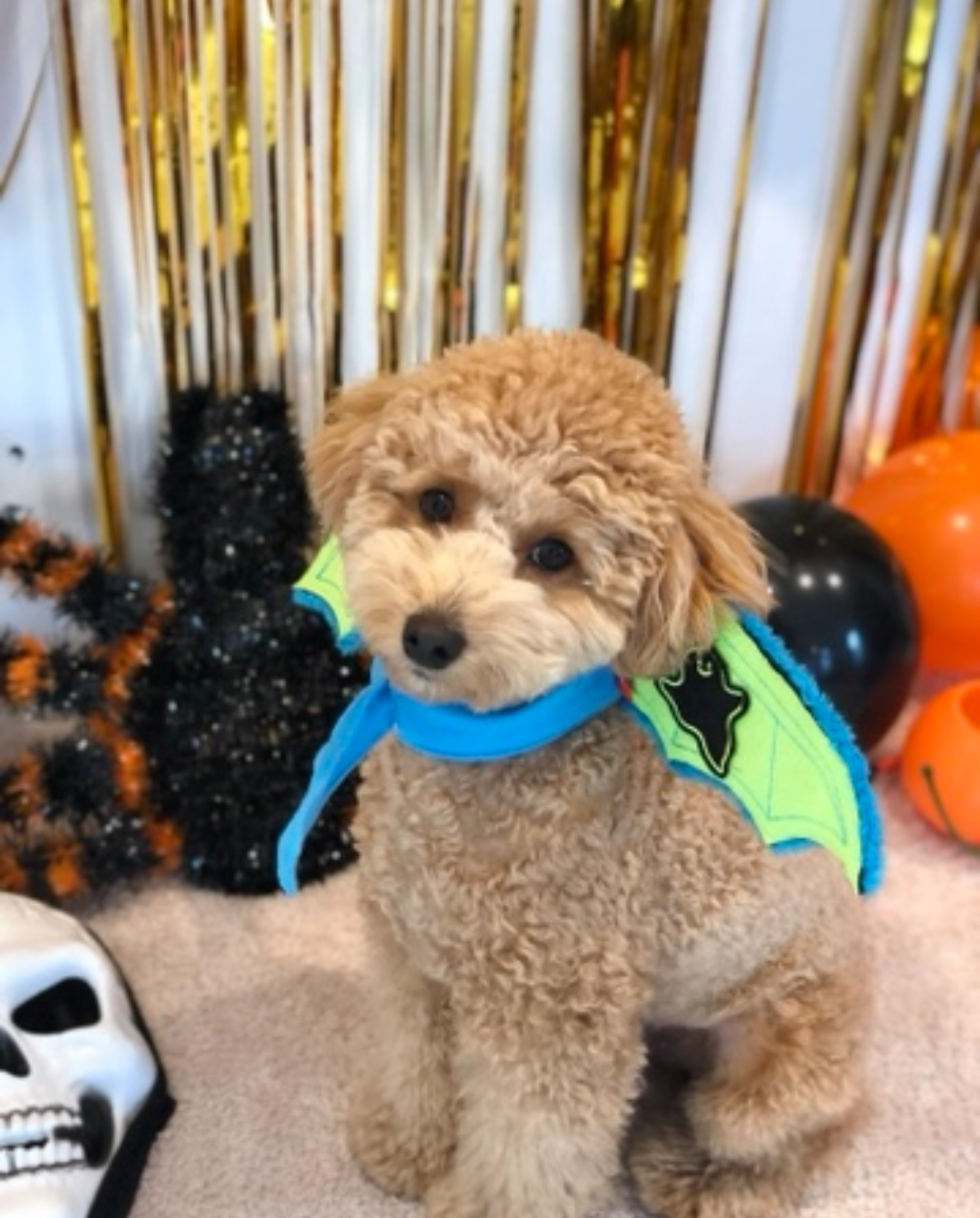 그대애개 대표 이미지