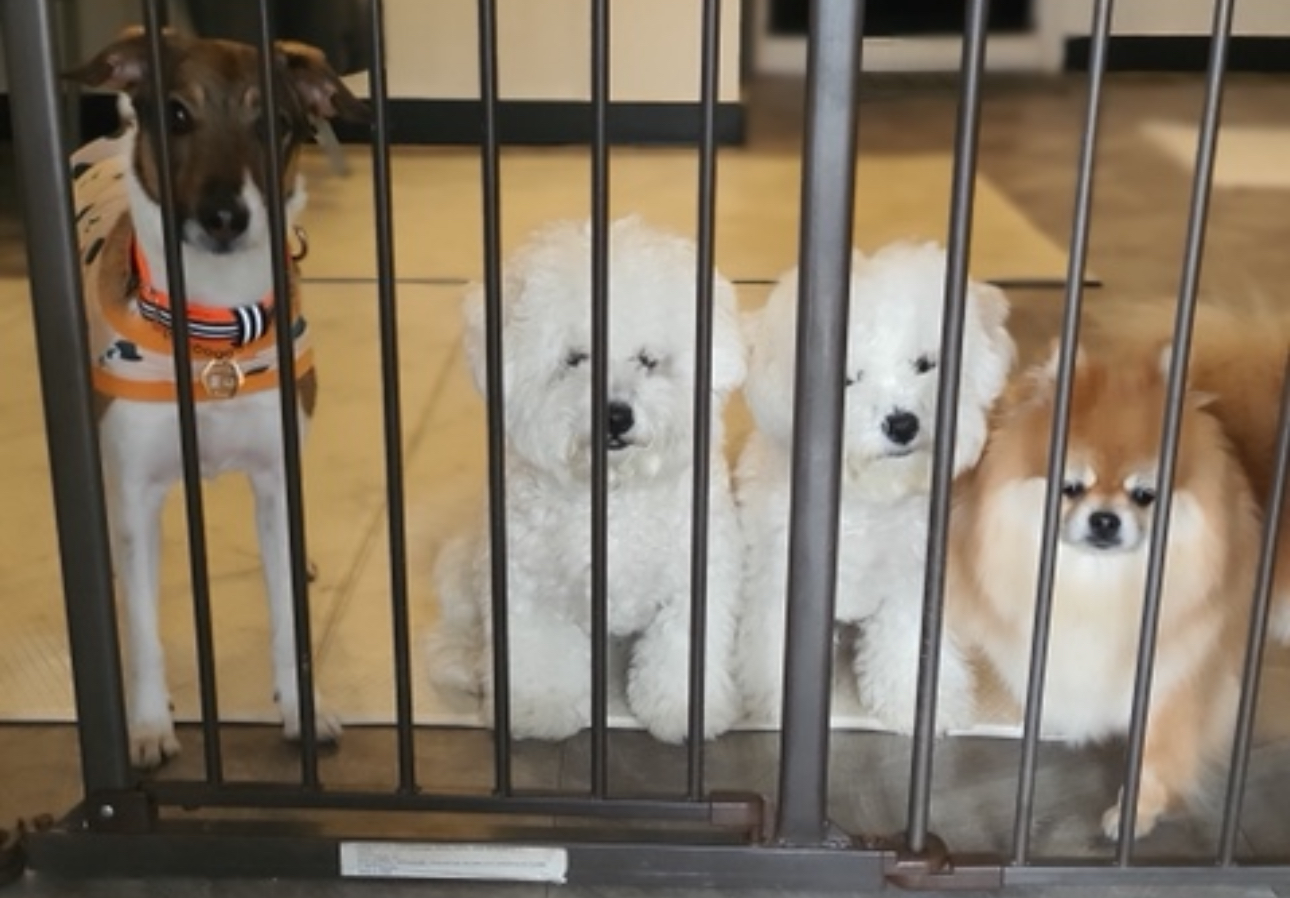 그대애개 대표 이미지