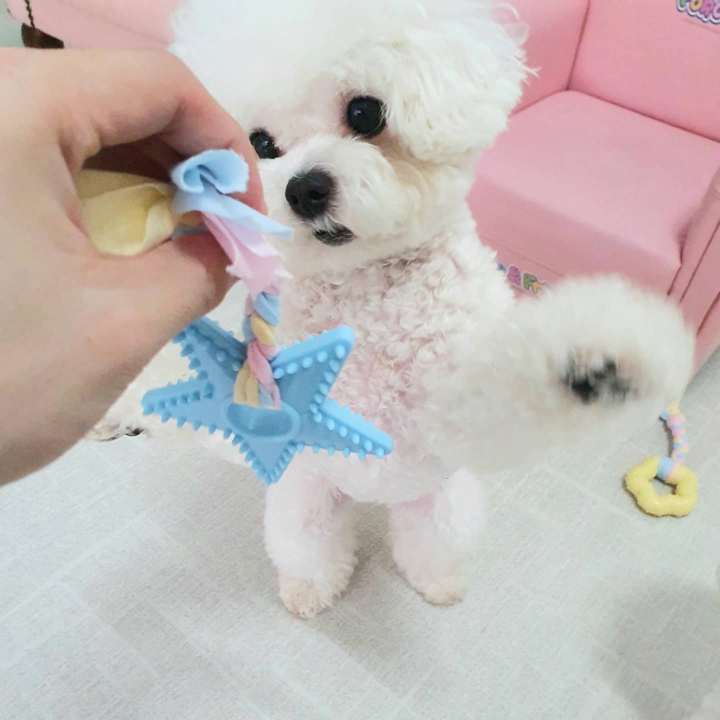 편안하개 애견호텔 대표 이미지