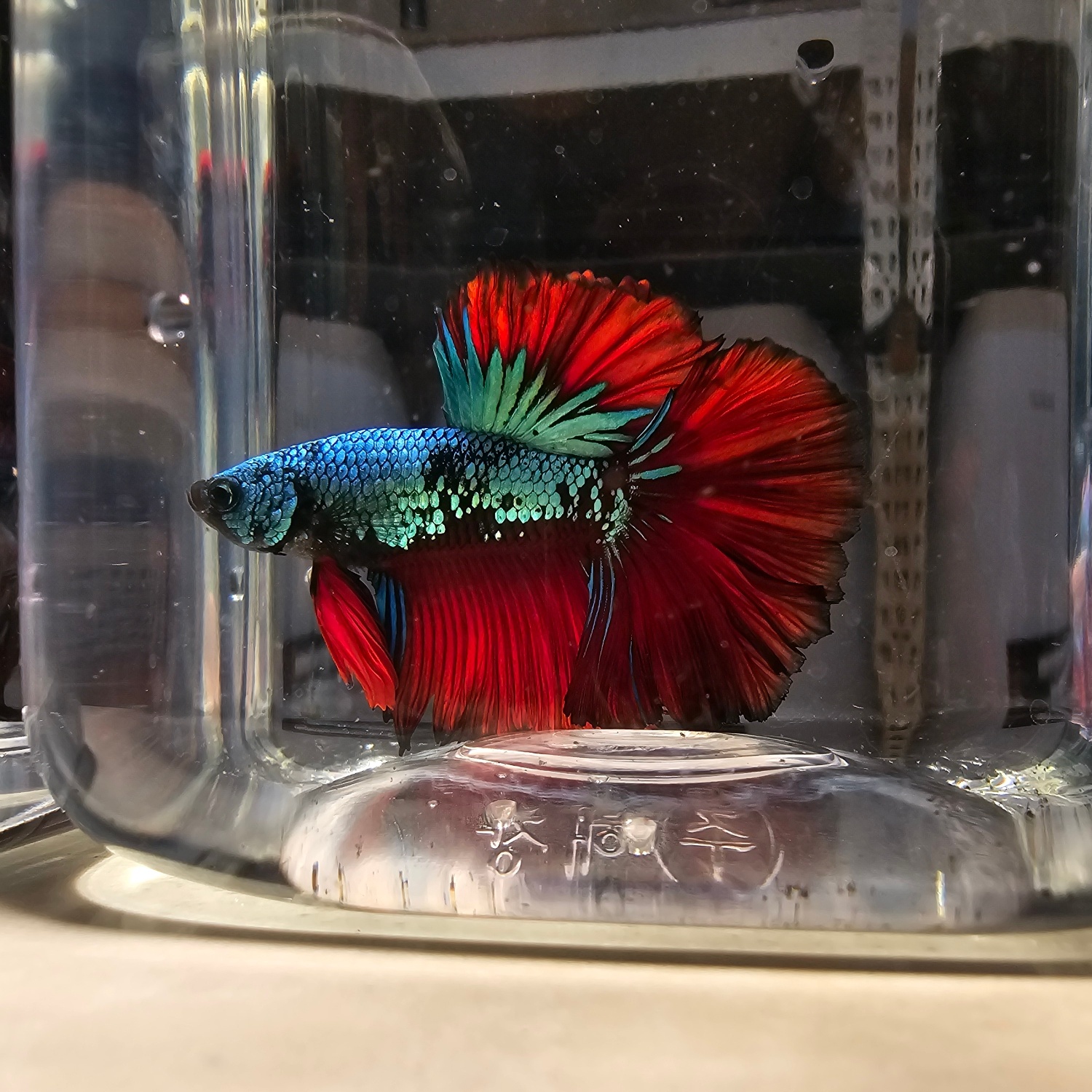 프티론_[크레스티드게코/테라핀/베타] 대표 이미지