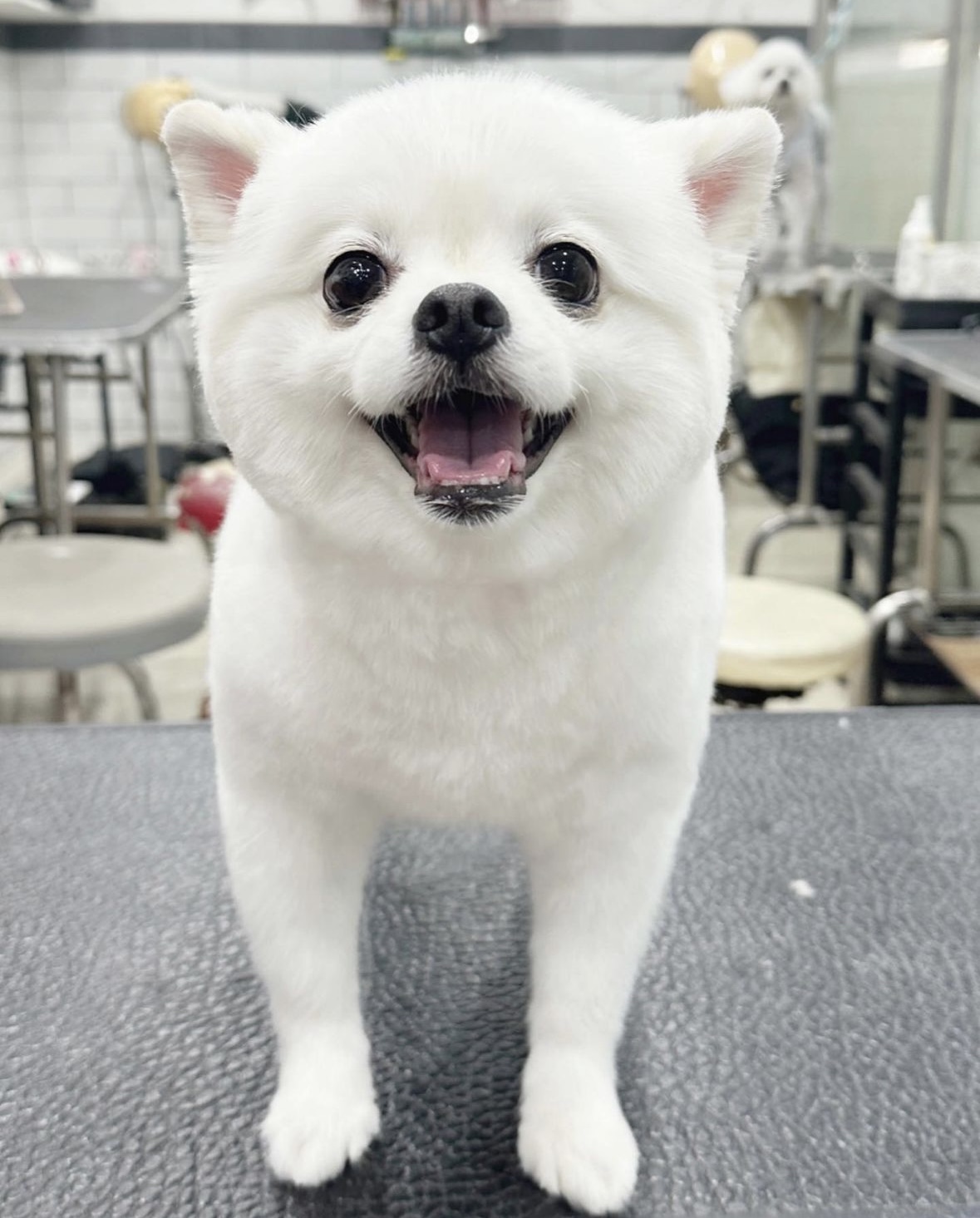 구름강아지 대표 이미지
