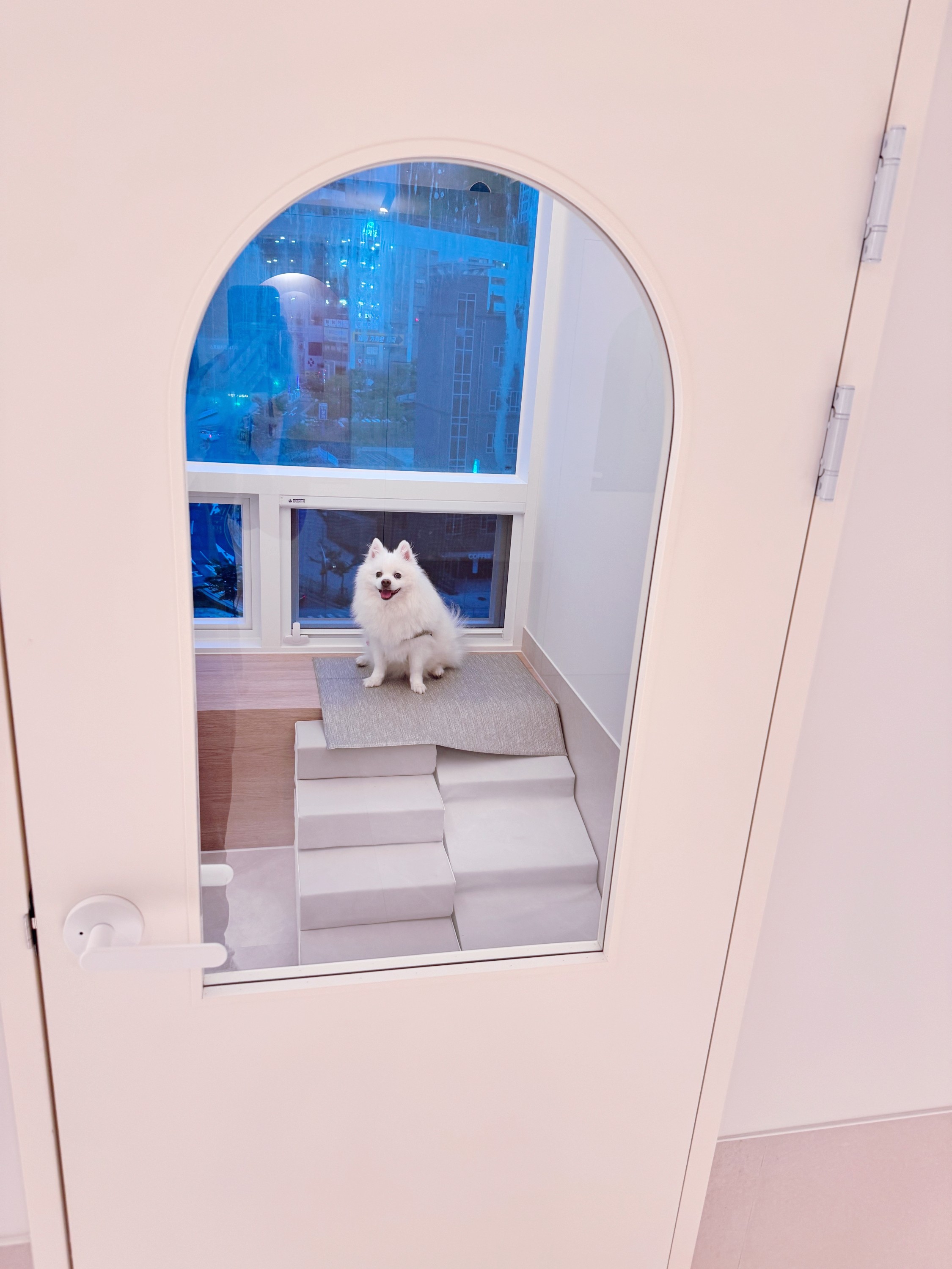 꼬모댕프라이빗애견호텔 대표 이미지