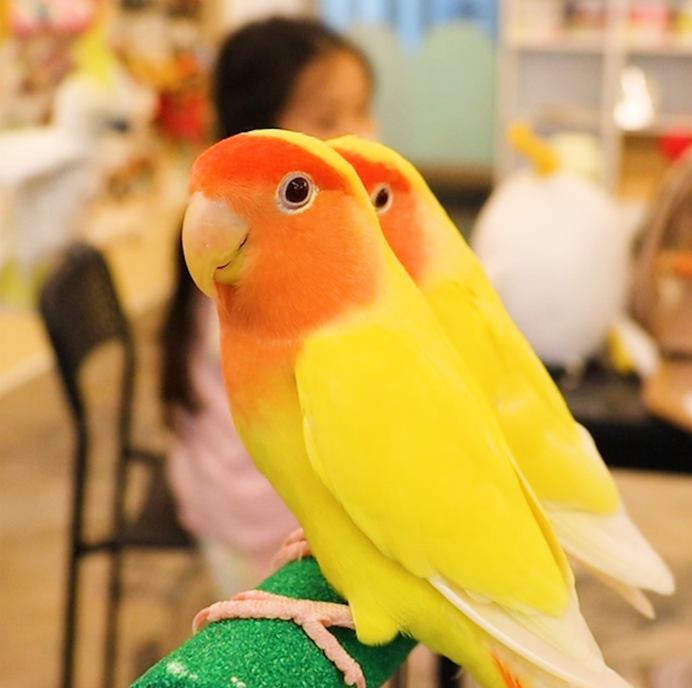 리프패럿 대구점