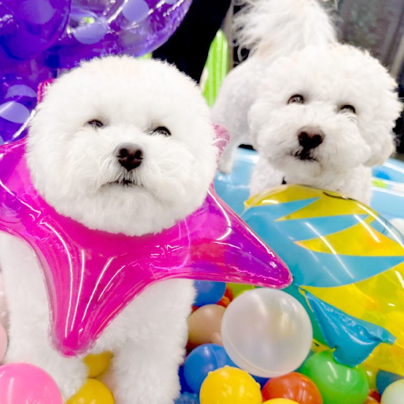 디오네 도그케어 대표 이미지