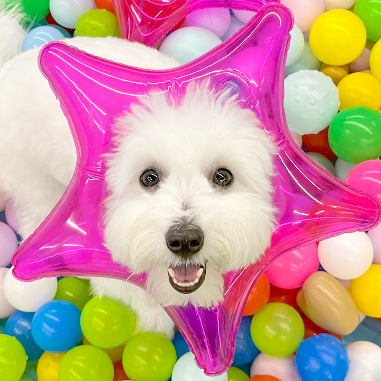 디오네 도그케어 애견유치원&애견호텔 대표 이미지