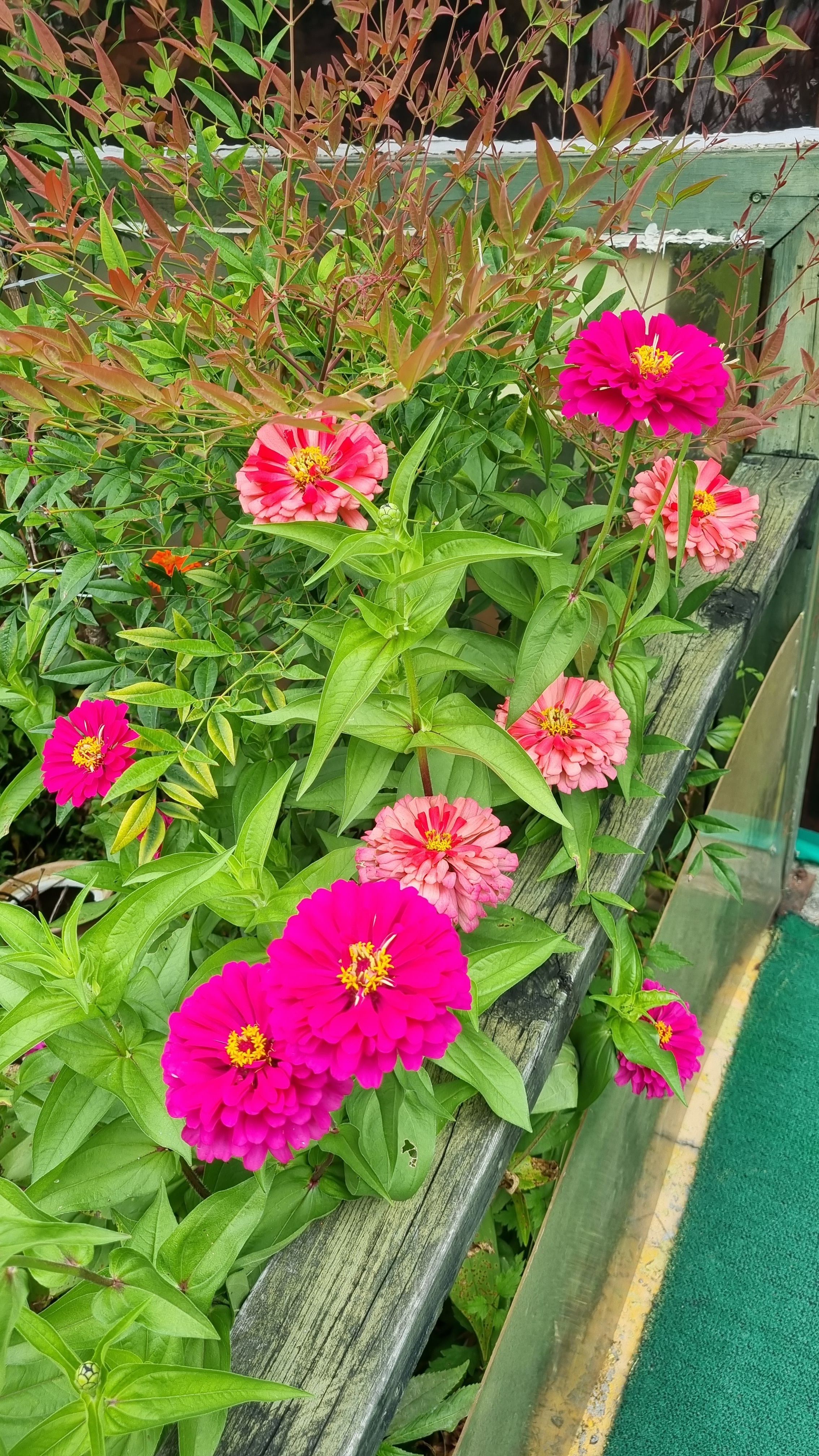 용인해바라기카페