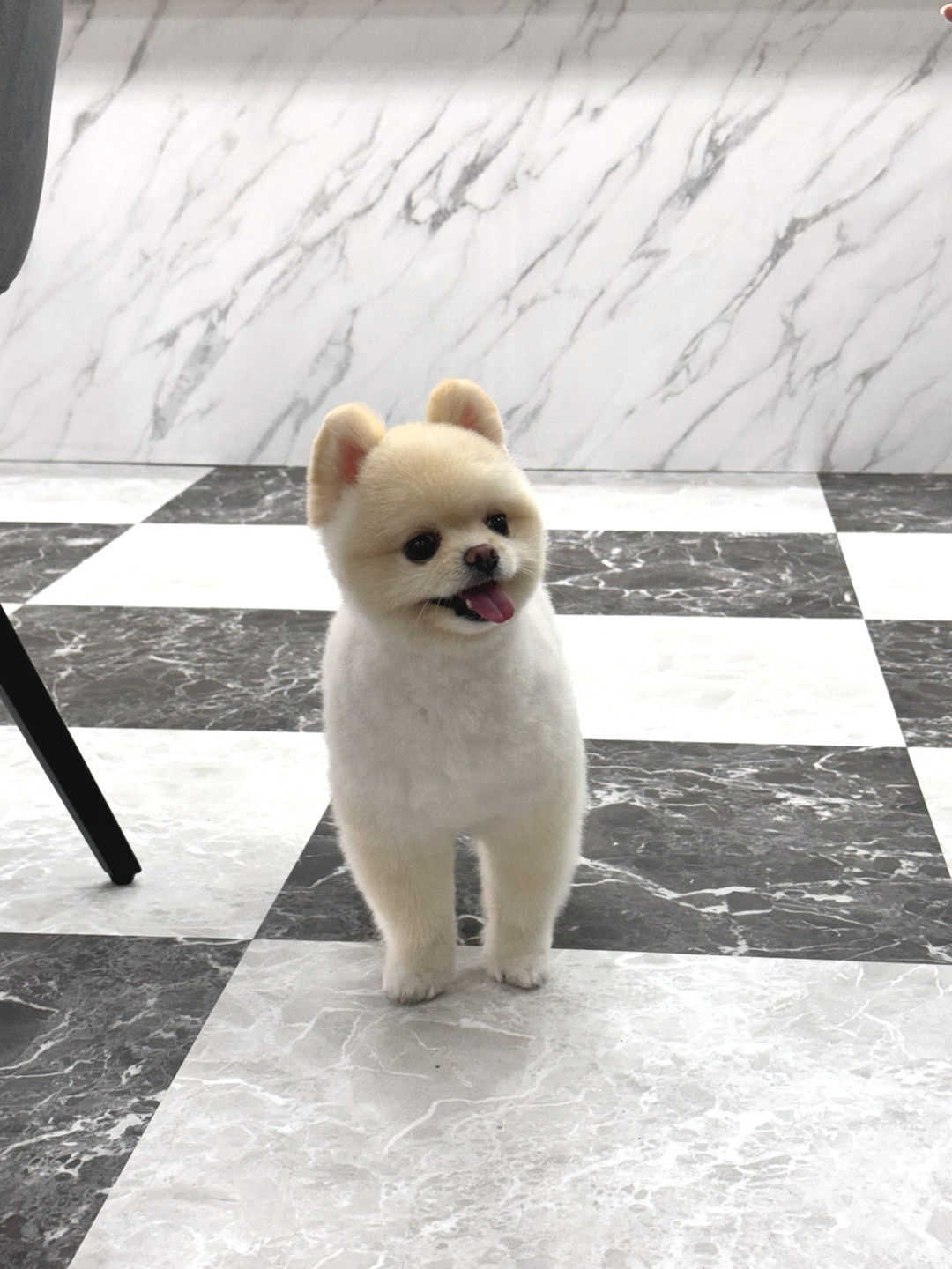 노원 이바우펫 대표 이미지