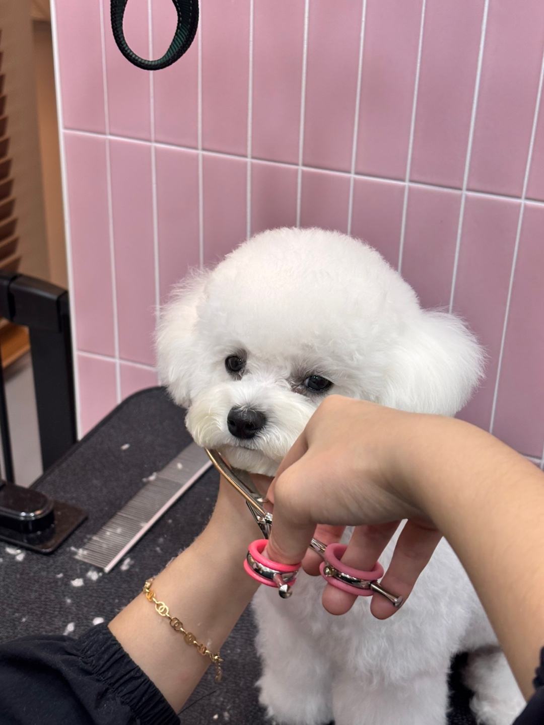 플레이도그 대표 이미지