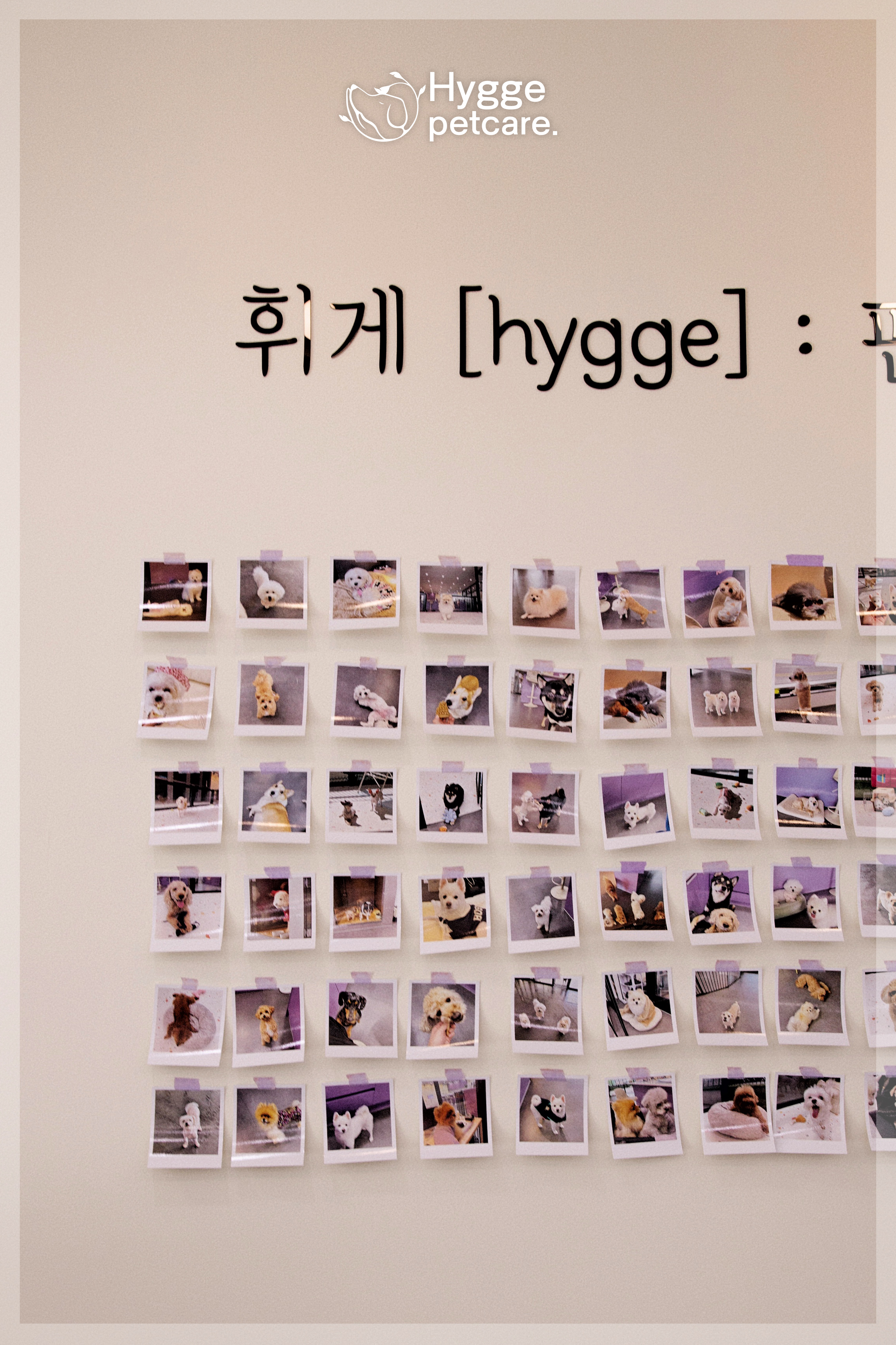 휘게펫케어 수원영통점 대표 이미지