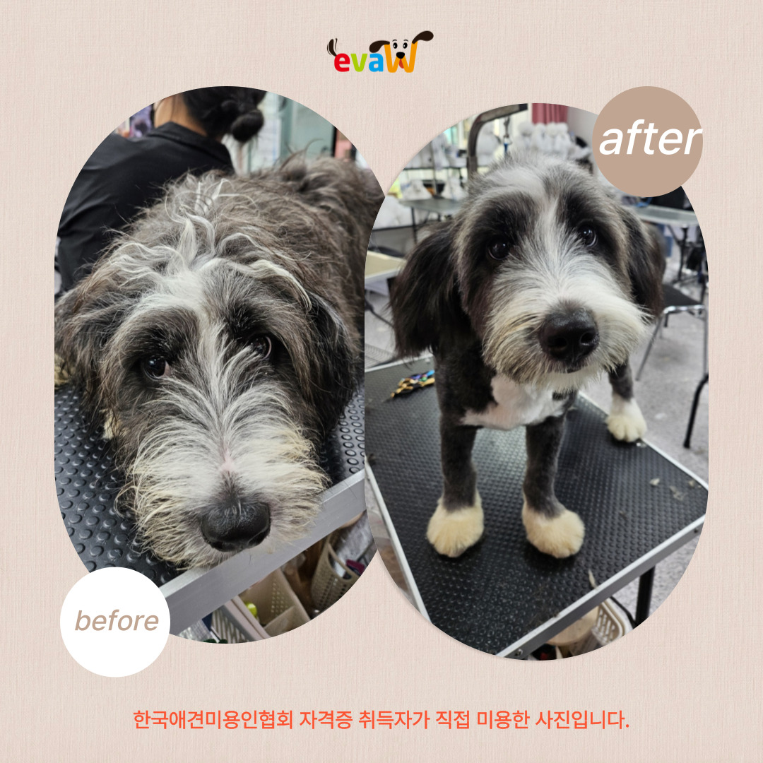 이바우펫애견미용학원 부천아카데미