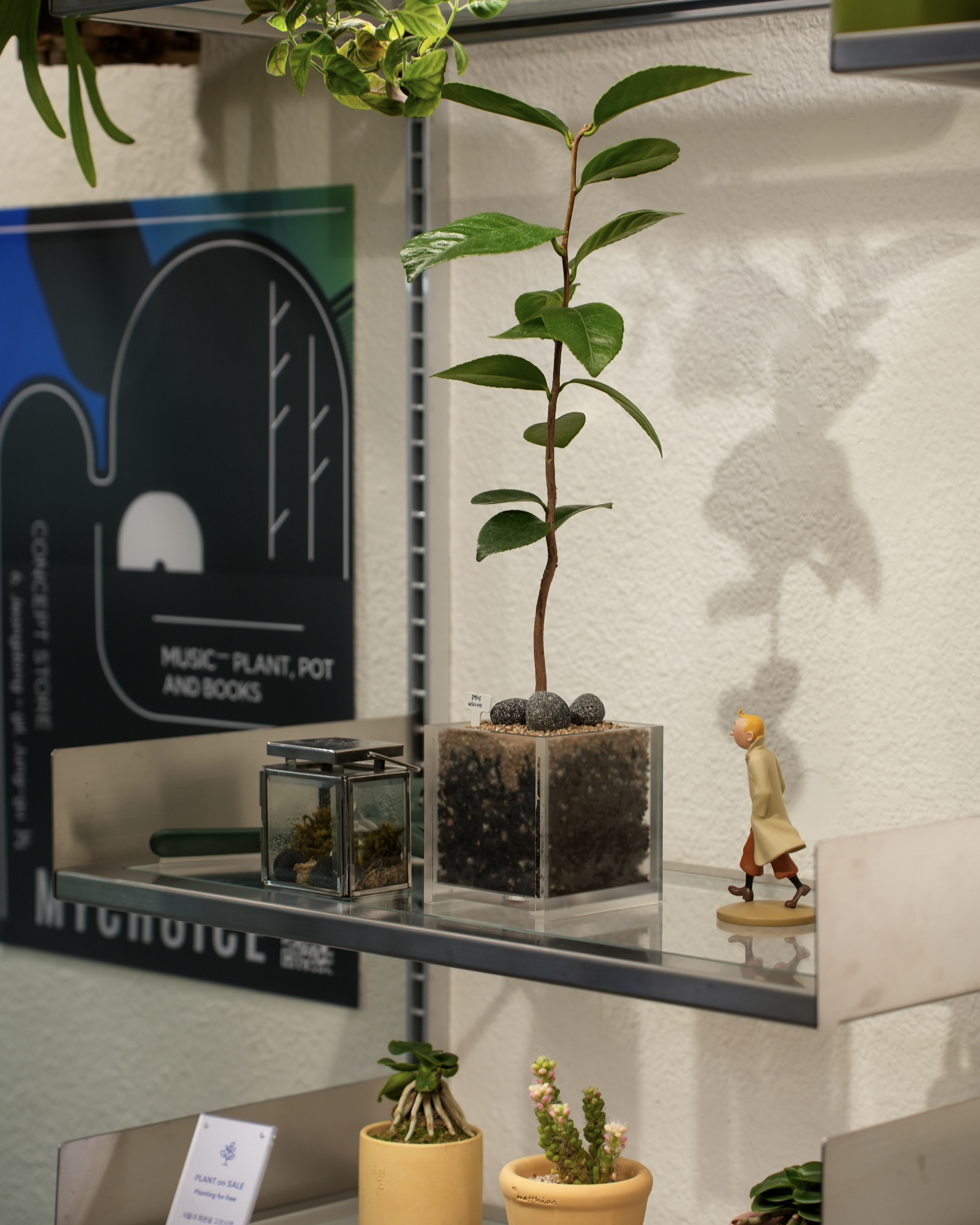 마이초이스 정동 대표 이미지