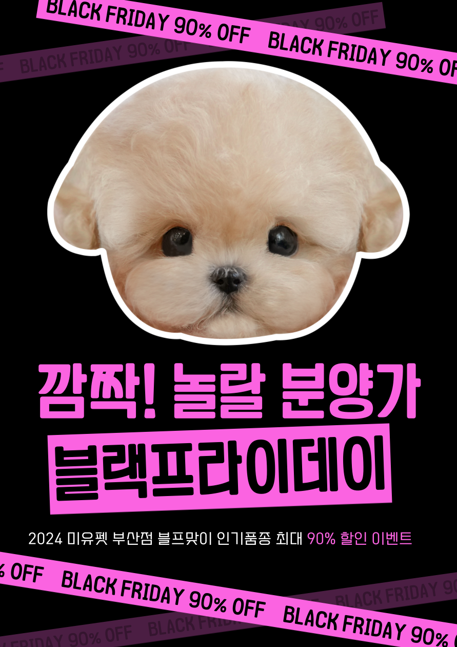 부산강아지분양 미유펫