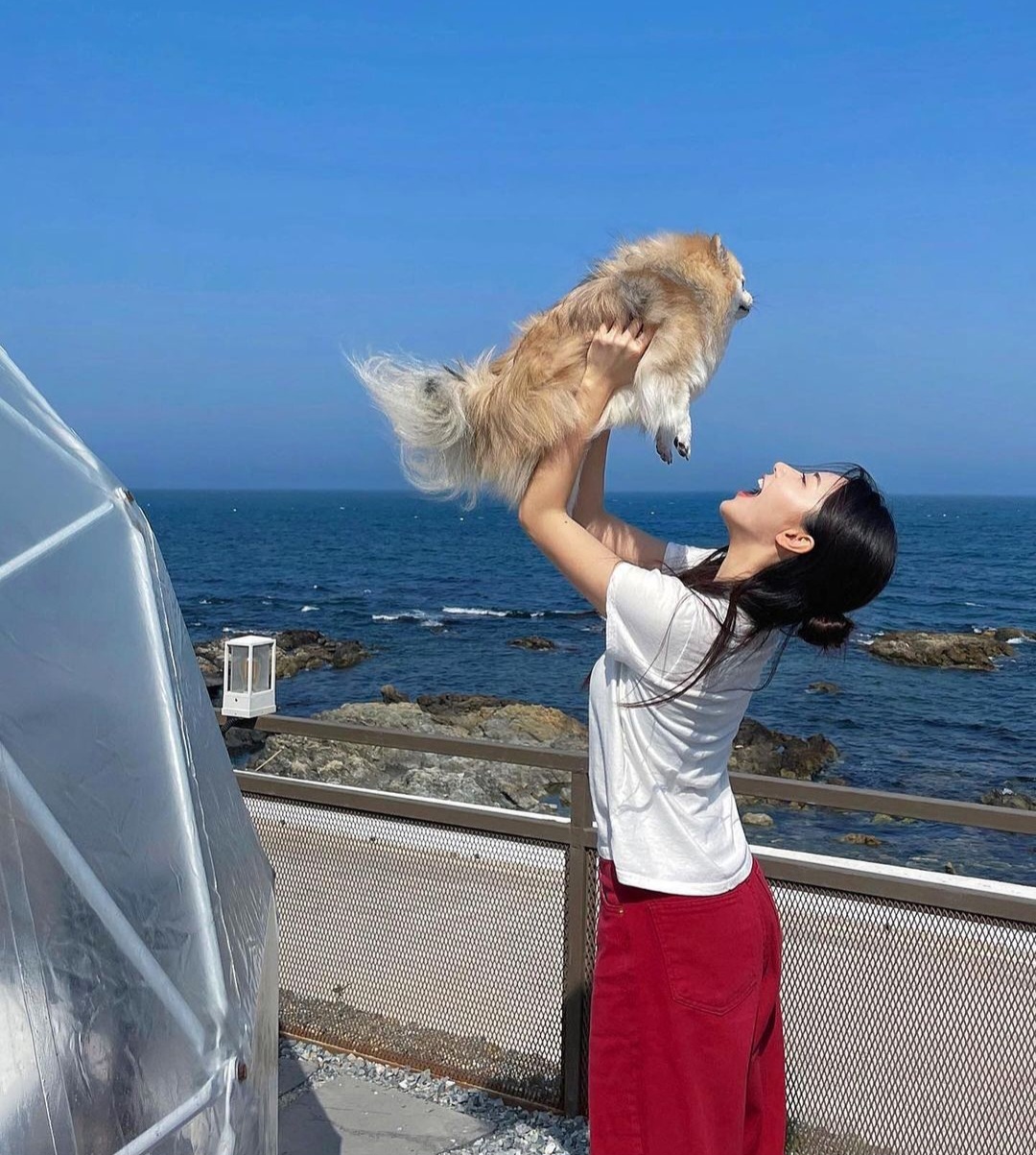 펫글램핑&풀글램핑 반려동물 동반 애견카페