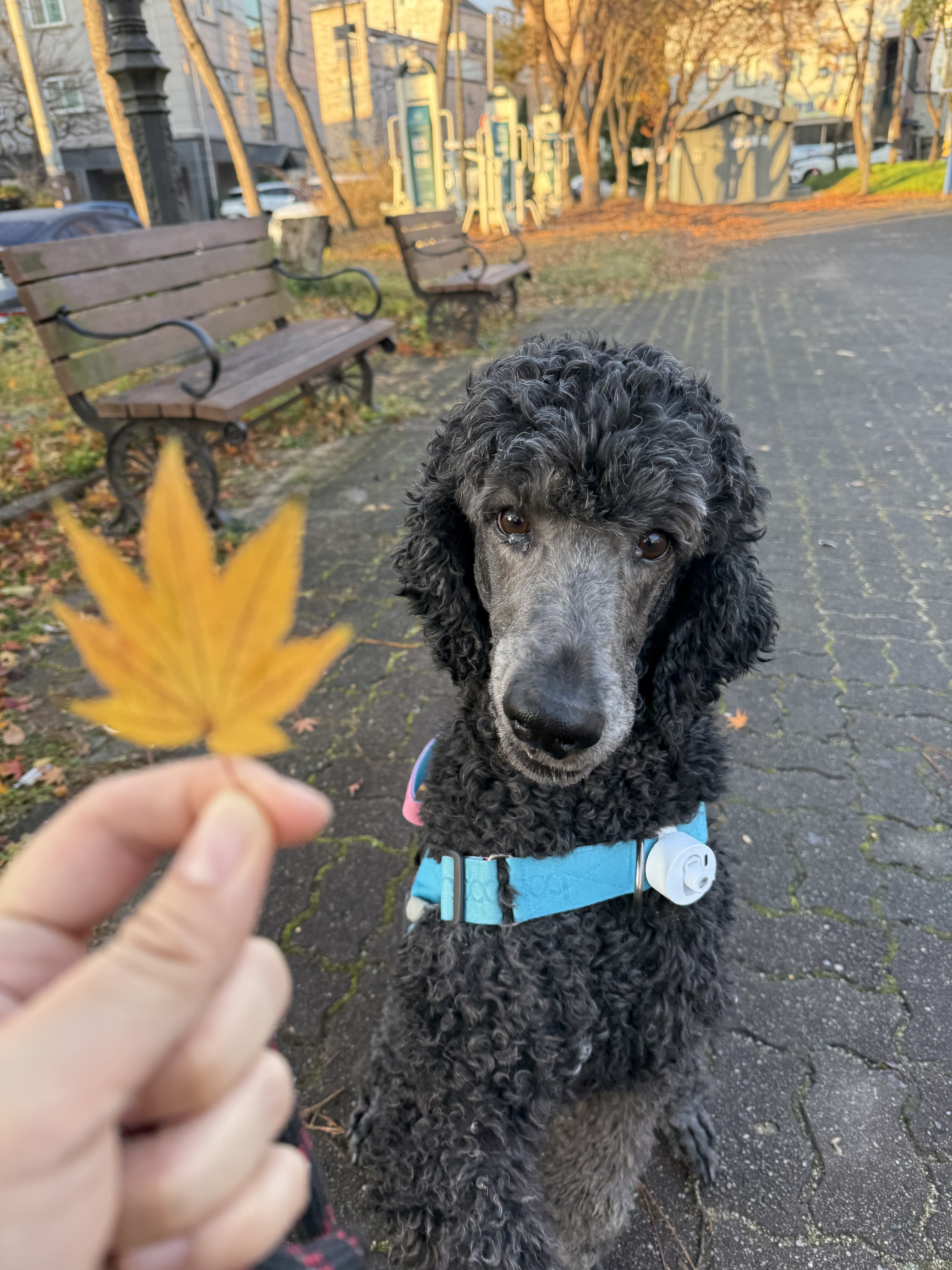 군산펫시터 대표 이미지